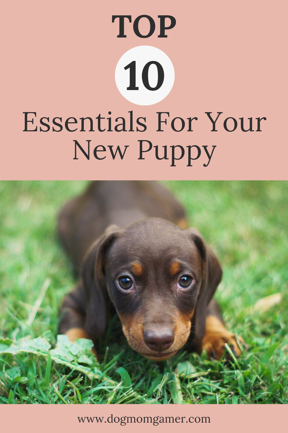 Top 10 Essentials For your New Puppy